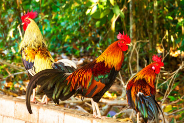 Chicken in garden and farm