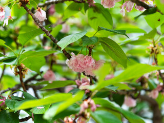 散り始めの八重桜