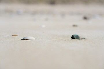 a seashell and a stone lay on a beach.