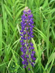 Lupine Flower in the Upper Peninsula of Michigan