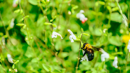 セージに止まるクマバチ