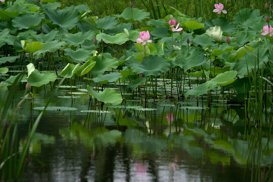 pink lotus flower