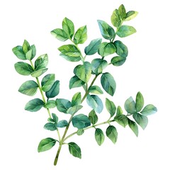 Fototapeta premium Delicate Watercolor Thyme Sprig with Green Leaves on Isolated White Background