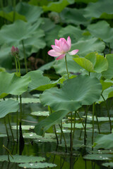pink lotus flower
