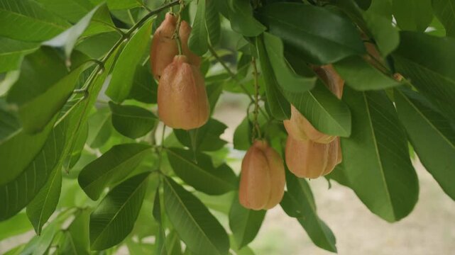 Nice shot of Ripe and organic exotic brown tropical fruits on tree organic and nutritional island food