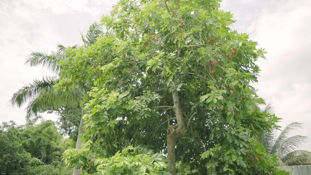 Nice shot of huge ackee tree in backyard laden with ackee fruit natural and organic