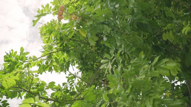 Ripe and organic exotic ackee fruit tropical fruits on tree organic and nutritional island food