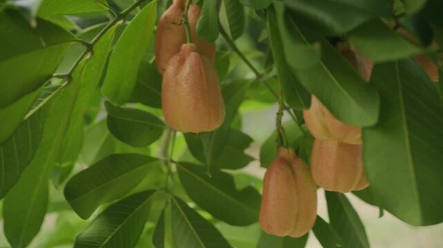 Close up of Ripe and organic ackee exotic brown tropical fruits on tree organic and nutritional island food