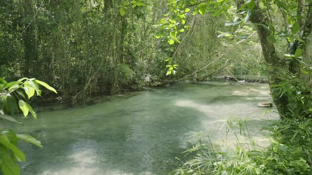 Gorgeous wide shot of a jungle with water running through green vegetation