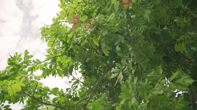 Great shot from bottom of tree Ripe and organic ackee exotic brown tropical fruits on tree organic and nutritional island food