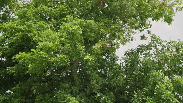 Wide shot of beautiful tree Ripe and organic ackee exotic brown tropical fruits on tree organic and nutritional island food