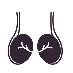 testicles icon, human body anatomy