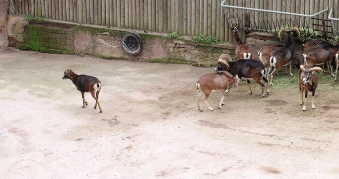 Cute mouflons walk along yard with feeder filled with grass