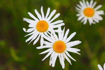 daisies in a field © Jan