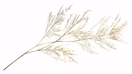 Obraz premium A crisp, high-definition depiction of a single Nassella tenuissima plant, showcasing its slender, needle-like leaves and wispy seed heads; the plant is isolated and perfectly cut out, emphasizing the