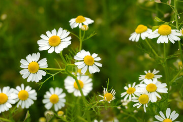 Obraz premium Chamomile flowers field in sun ligh.