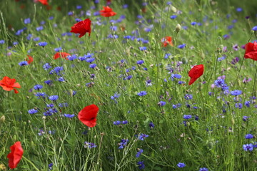 Obraz premium Papaver rhoeas, Centaurea. Medow with cornflowers and poppies.