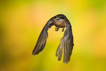 Ein fliegender Kleiber frontal freigestellt