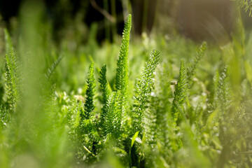 Green forest grass under the sun's rays