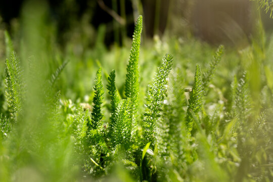 Green forest grass under the sun's rays