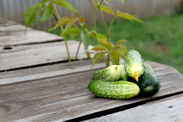 harvest of fresh cucumbers