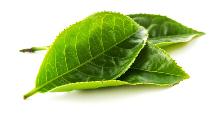 Fototapeta premium capture leaf of tea