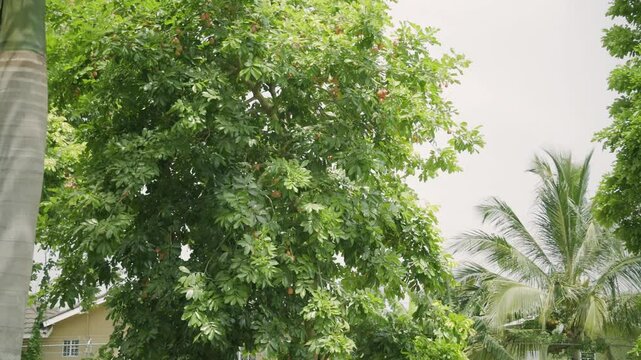 Wide shot of Ripe and organic ackee exotic brown tropical fruits on tree organic and nutritional island food