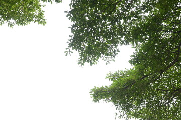 big tree with green leaf on white sky in springtime