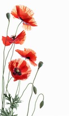 Abstract paint splash with red painted poppy on white background. Lest we forget. Remembrance day or Anzac day symbol. With copyspace for your text.
