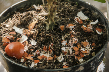 Egg shells and plants, the benefits of calcium from egg shells are good for plant fertility