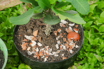 Egg shells and plants, the benefits of calcium from egg shells are good for plant fertility
