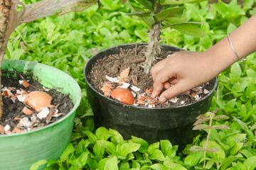 Egg shells and plants, the benefits of calcium from egg shells are good for plant fertility