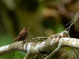 森の中で倒木に留まっているミソサザイ