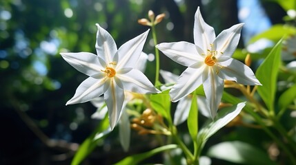 Obraz premium white crocus flower