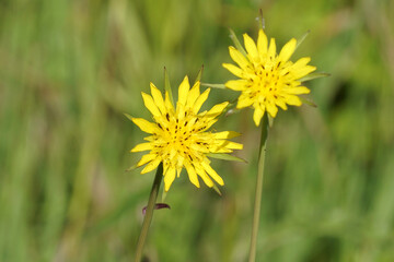 Close up flowers of Tragopogon pratensis, Jack-go-to-bed-at-noon, meadow salsify, showy goat's-beard, meadow goat's-beard. Faded green background. Family Asteraceae, Compositae. Summer, June, France.