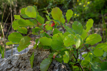 
Leaves of the Cotinus coggygria, syn. Rhus cotinus, the European smoketree, Eurasian smoketree, smoke tree, smoke bush, Venetian sumach, or dyer's sumach, a flowering plant in the family Anacardiacea