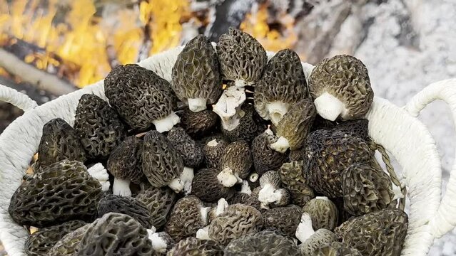 collecting edible morel mushrooms in nature