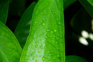 Natural textured tropical green foliage background