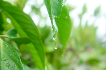 Natural textured tropical green foliage background