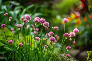 Obraz premium Chives in the garden. Growing blooming chives.