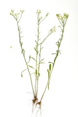Herbarium. Field chamomile plant. Her flowers stem and root system