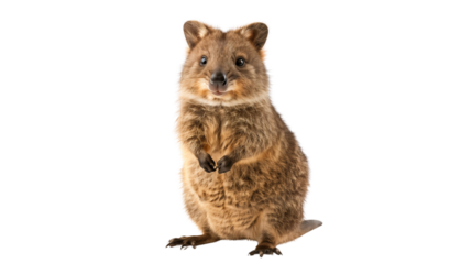 Friendly cute Australian quokka, isolated on transparent background