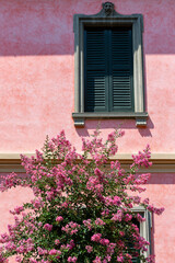 Beautiful pink plant blossom  matching with the pink building behind in Bellagio, Lake Como, Italy