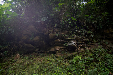 Lush green forest in the Nangka waterfall forest area. Indonesia.