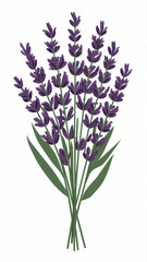 Obraz premium lavender floral bouquet isolated on white background