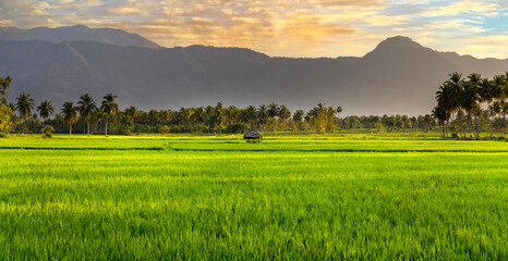 A hut in the middle of vast paddy fields at Kollengode, Palakkad - A Kerala, Tamil Nadu border village famous for its beautiful stretch of paddy fields, mountain views and waterfalls.