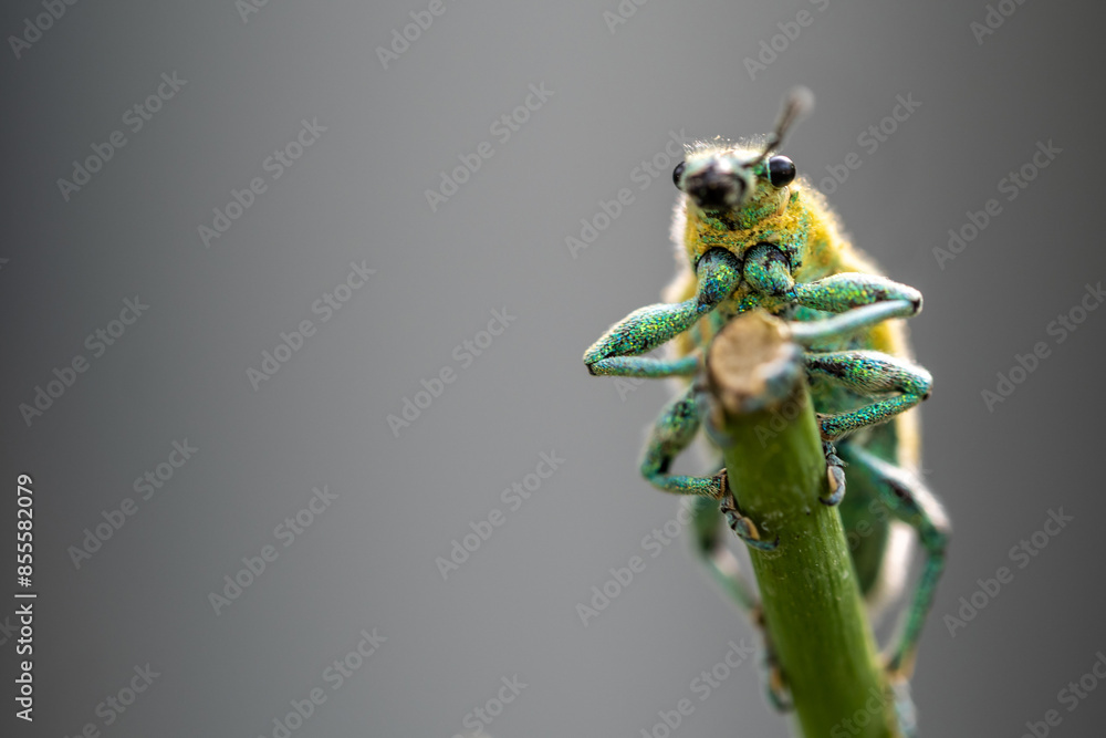 Wall mural Green Weevil insect in the garden