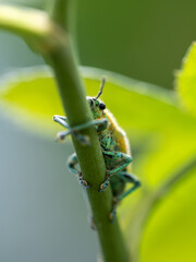 Close-up Green Weevil insect in the garden