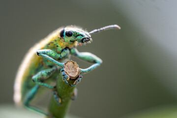 Green Weevil insect in the garden