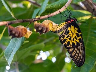 A golden birdwing butterfly has just emerged from her chrysalis